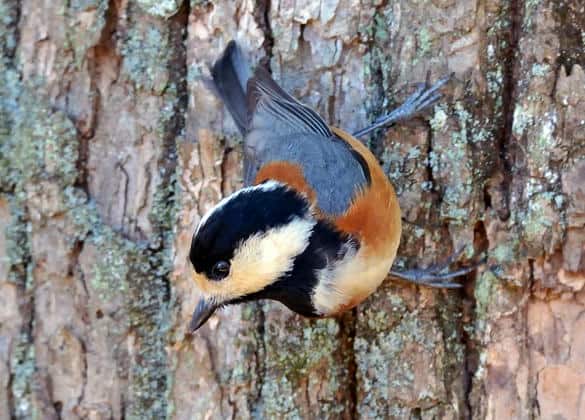 動物図鑑・ヤマガラ